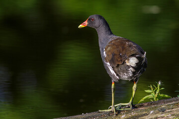 Grünfüßiges Teichhuhn (Gallinula chloropus)