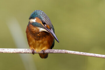 Eisvogel (Alcedo atthis) Jungvogel