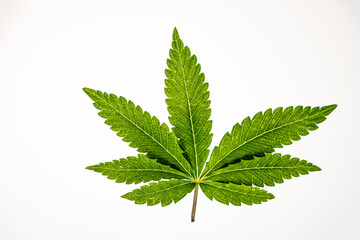 Marijuana green leaf on white background interior