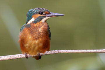 Eisvogel (Alcedo atthis) Jungvogel