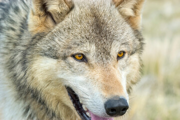 Close up grey wolf head and face