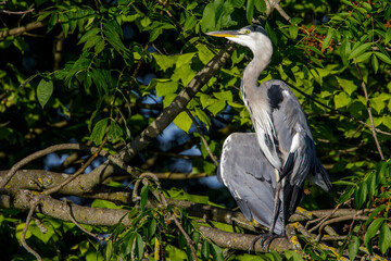 Graureiher (Ardea cinerea)