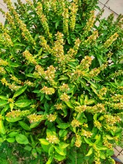 green fern background