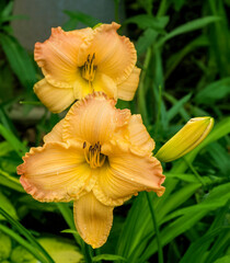 Fototapeta premium Two daylilies close up