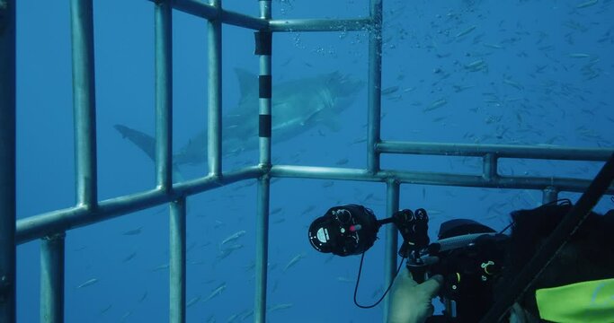  Underwater photographer takes photo of great white shark from cage.
