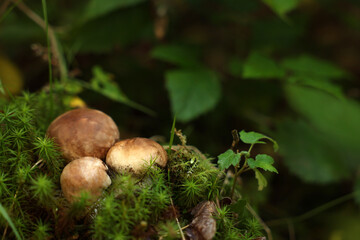 Fresh porcino mushrooms growing in forest, closeup