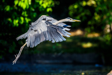 Graureiher (Ardea cinerea)
