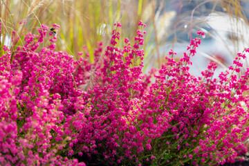 Selective focus bush of purple pink bell heather flowers, Calluna vulgaris (heath, ling) is the sole species in the genus Calluna in the flowering plant family Erica gracilis, Nature floral background - obrazy, fototapety, plakaty