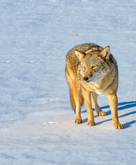 Fototapeta premium Coyote on snow
