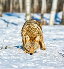 Coyote in winter