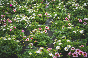 Blumenzucht -Petunien in leuchtenden Farben im Gewächshaus einer Gärtnerei.