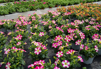 Blumenzucht -Petunien in leuchtenden Farben im Gewächshaus einer Gärtnerei.