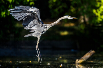 Graureiher (Ardea cinerea)