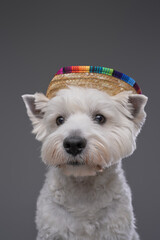 West highland terrier dog with mexican straw hat