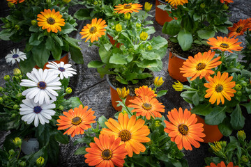 Blumenzucht - in leuchtenden Farben blühende Ringelblumen.