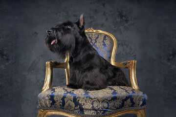 Adorable scottish terrier dog sitting on luxurious armchair - obrazy, fototapety, plakaty
