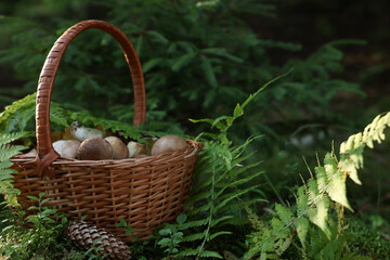 Fototapeta na wymiar Basket full of fresh mushrooms in forest. Space for text
