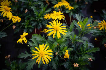 Blumenzucht - gelbe Strauchmargariten in einer Gärtnerei.