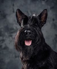Pedigreed black scotch terrier doggy against dark background
