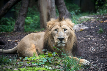 Portrait of male lion lying in a zoologic park