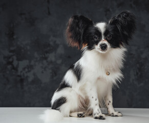 Little black white furry dog sitting against dark background