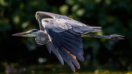 Graureiher (Ardea cinerea)