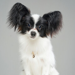 Portrait of cute black white papillon dog isolated on grey