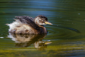 Zwergtaucher (Tachybaptus ruficollis) Jungvogel