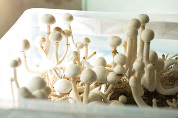 Sterile container with the mycelium of psilocybin mushrooms, psilocybe cubensis. Pin and primordia...