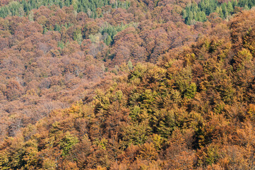 las bukowy w bieszczadach © Kuba Zdanowicz
