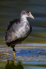 Bläßhuhn (Fulica atra) Jungvogel