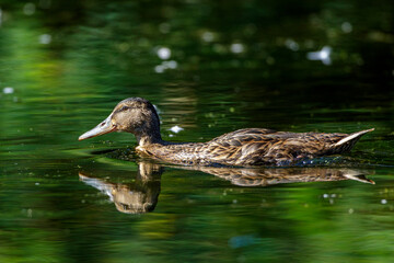 Stockente (Anas platyrhynchos) Weibchen