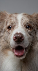 Portrait of panting scotland dog border collie breed