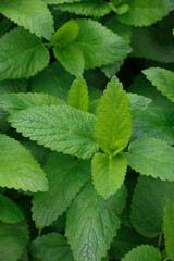 Fototapeta na wymiar Fresh green leaves of mint, lemon balm, peppermint top view. Mint leaf texture. Ecology natural layout. Mint leaves pattern spearmint herbs nature background