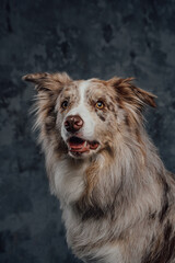 England purebred sheepdog with fluffy fur against dark background