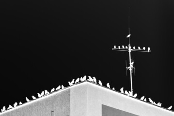 ptaki na dachu