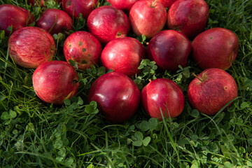 Red apples in the garden