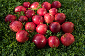 Red apples in the garden