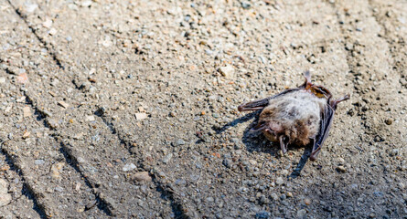 A dead bat on a dirt road with traces of a car. A potential source of infection. Space for text. Concept.