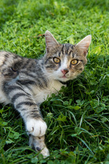 Cat on grass