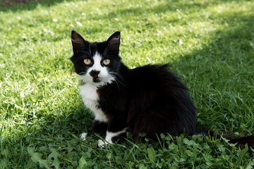 Fototapeta na wymiar Black cat on grass
