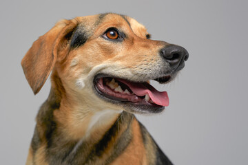 Pedigreed cheerful dog beagle breed with brown fur