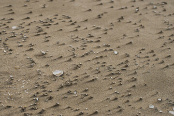 piasek na plaży - obrazy, fototapety, plakaty
