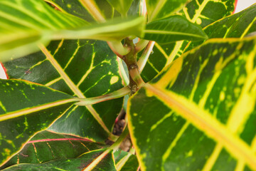 Fresh green-yellow croton leaf of a plant close-up © Natasha