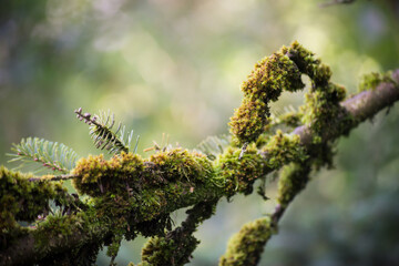 Closeup of moss on tree branch in the forest