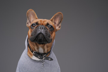 Stylish french bulldog with collar against gray background