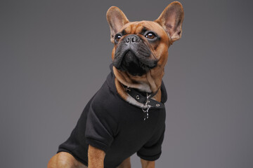 Isolated on gray french bulldog dressed in black sweater