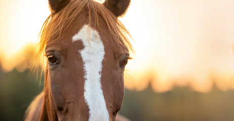 Horse head portrait close up. Natural autumn background at golden hour. Banner with place for text....