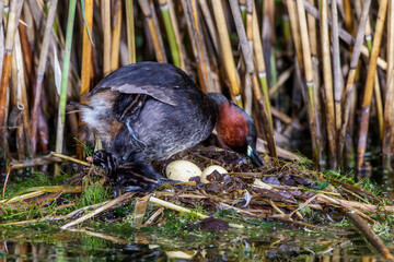 Zwergtaucher (Tachybaptus ruficollis) auf dem Nest mit Jungen
