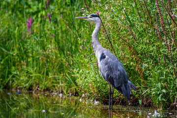 Graureiher (Ardea cinerea)